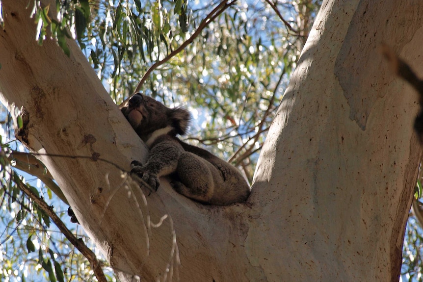 Koala in tree at Cleland Wildlife Park.