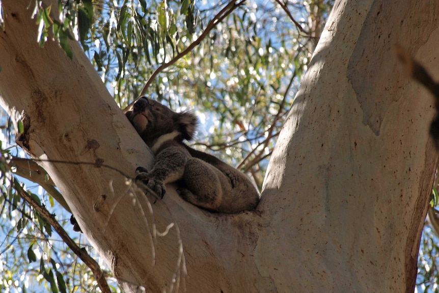 Koala in tree