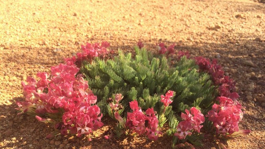 Wreath flower