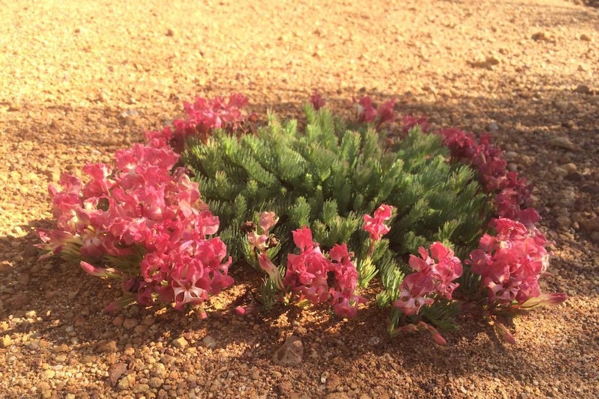 Wreath flower