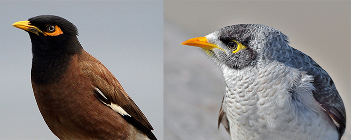 Common myna and noisy miner composite
