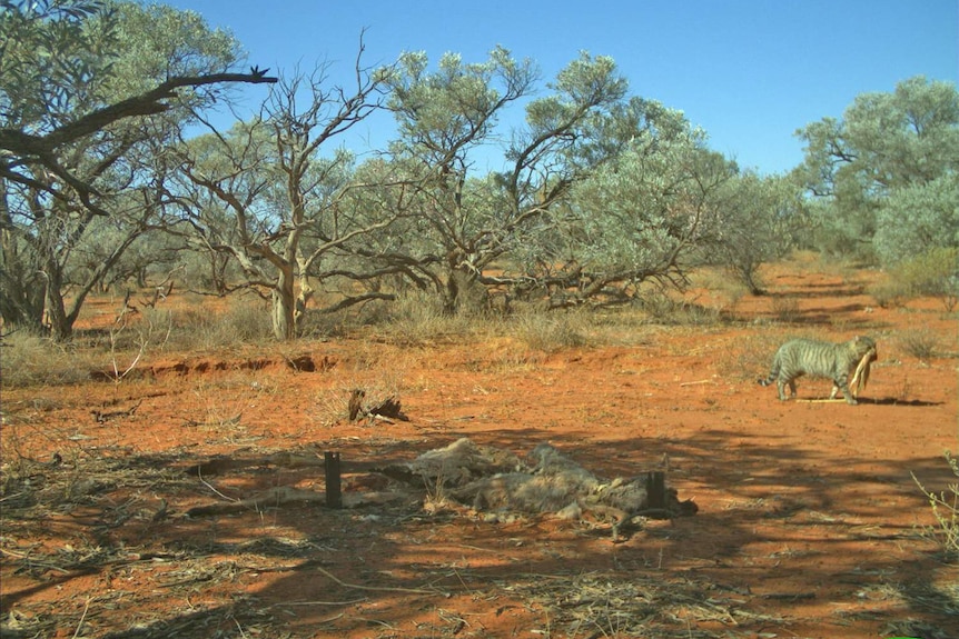 A feral cat with a sand goanna in its jaws walks through the background of a research camera's shot