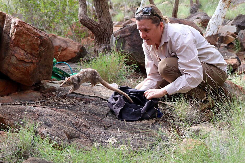 A northern quoll leaps from a cloth bag being held by volunteer Viki Cramer.
