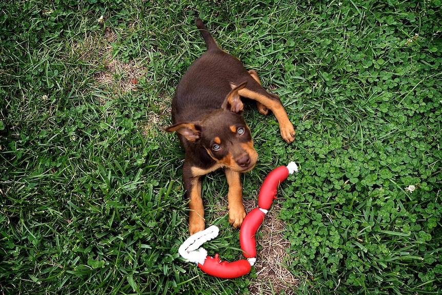 A chocolate kelpie puppy playing with a red sausage toy on green grass.
