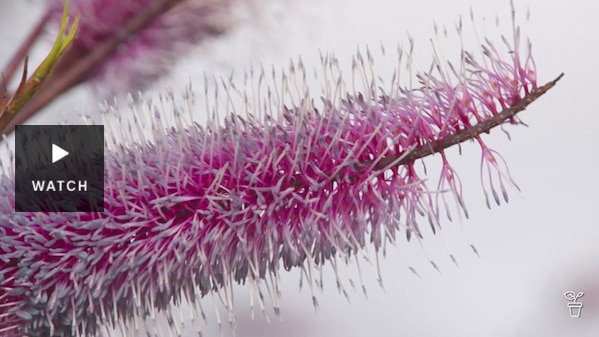 Close up of a pink grevillea flower. Has Video.