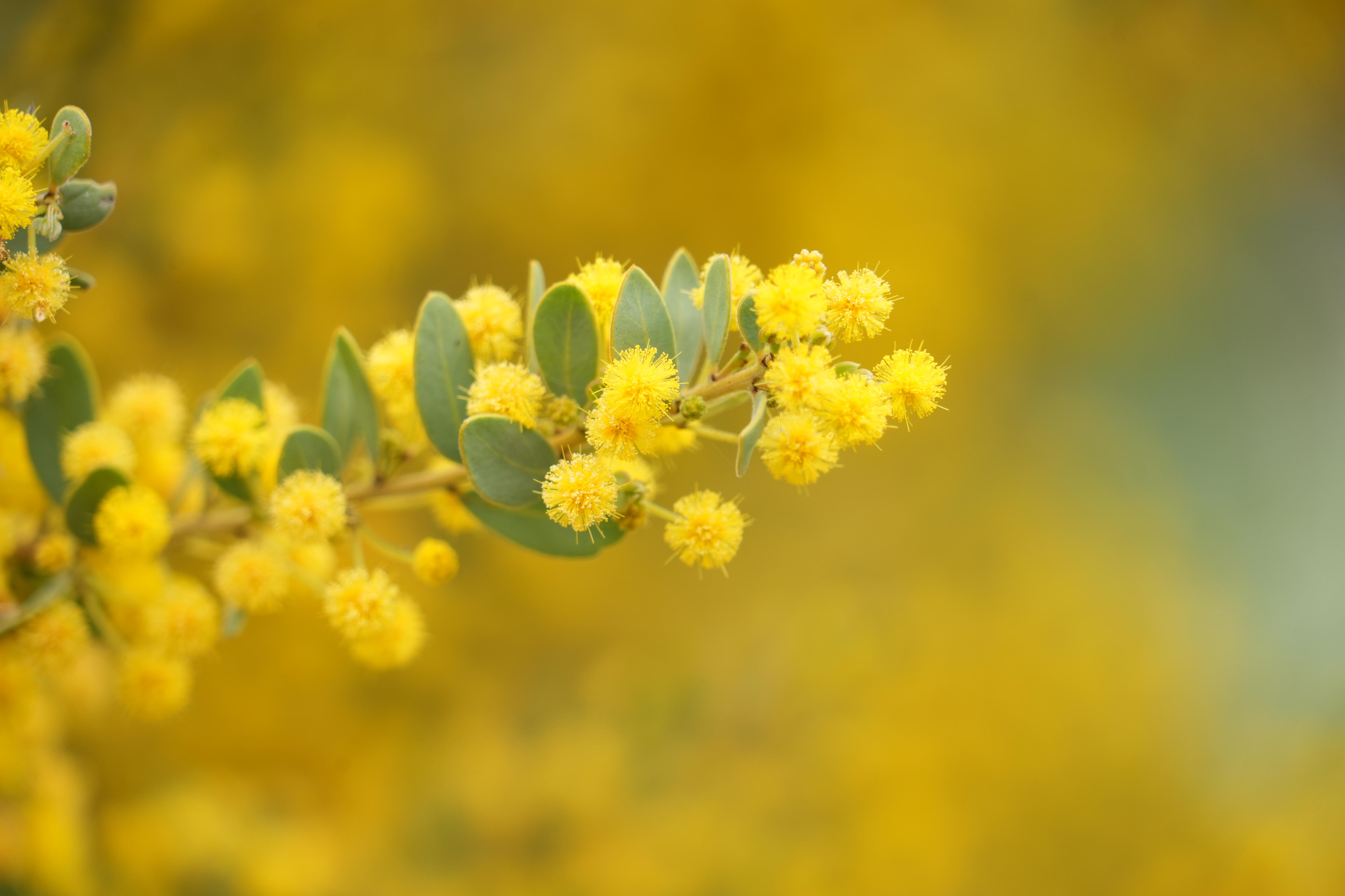 Bush landscape transformed into 'once-in-a-lifetime' flower experience