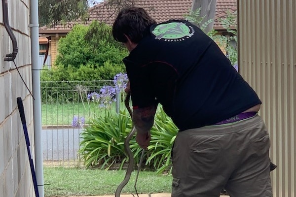 A man catching a snake in the doorway of a shed, wears khaki trousers, black tee, a driveway, with purple flowers in front.