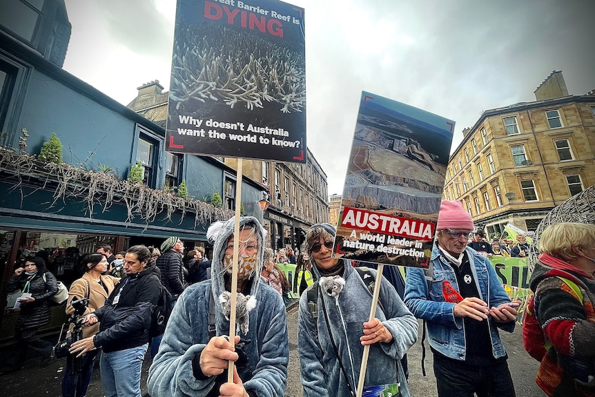 Two people in koala costumes on signs at a protest.