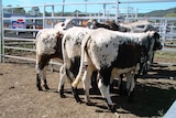 Brahckle cattle