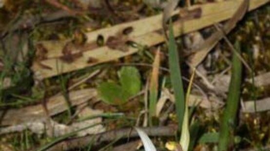 The location of the dwarf spider orchids is being kept secret.