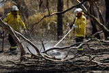 Firefighters spray charred gum tree branches.