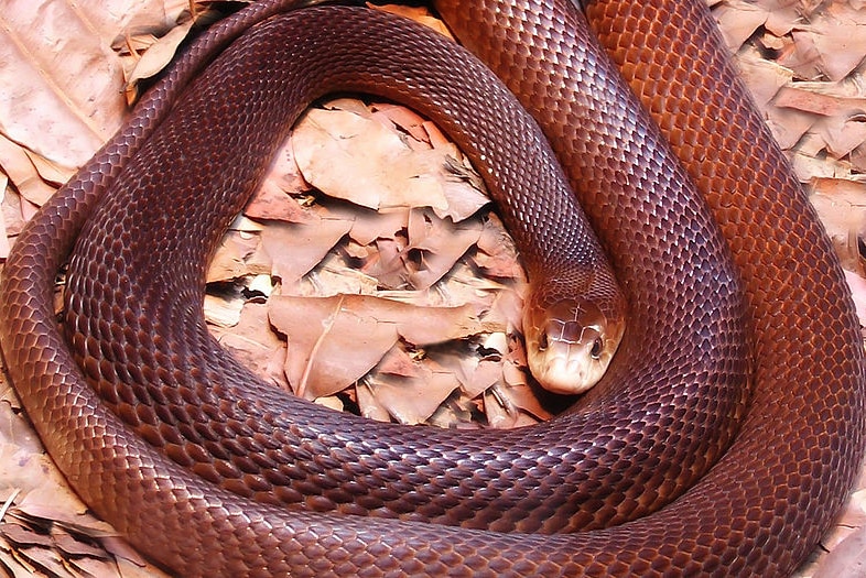 Coastal Taipan