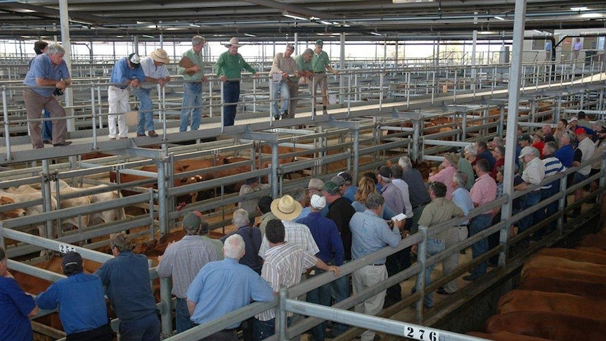 Cattle auction at Muchea Livestock Centre