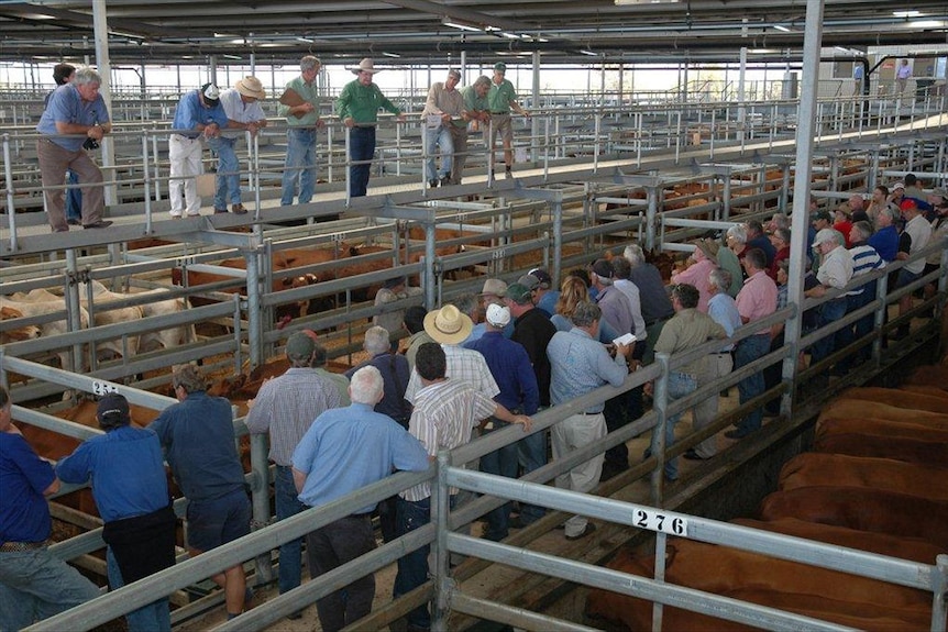 Cattle auction at Muchea Livestock Centre