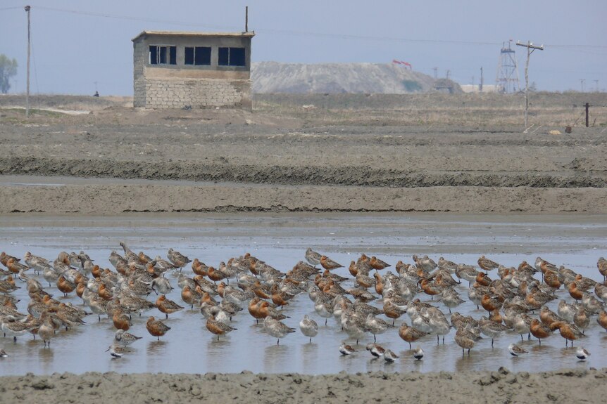 Shorebirds in North Korea
