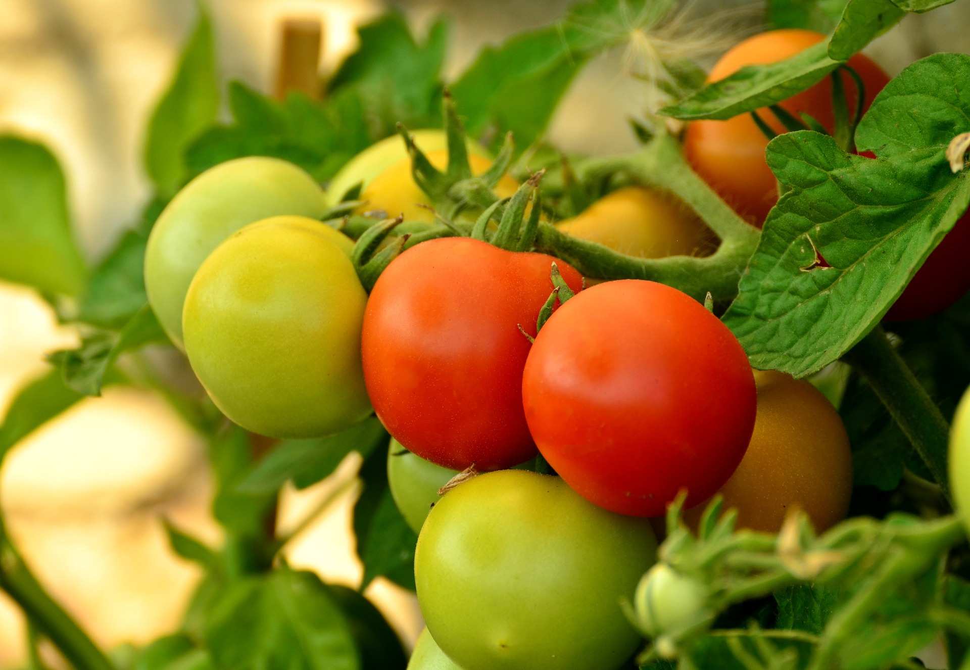 Gardening talkback: Turning your tomatoes upside down to ripen them