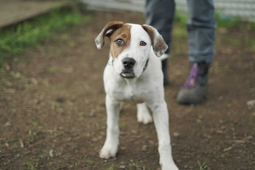 A small brown and white dog stands in a yard