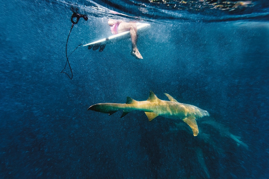 A surfer sitting on a board with a shark swimming below.