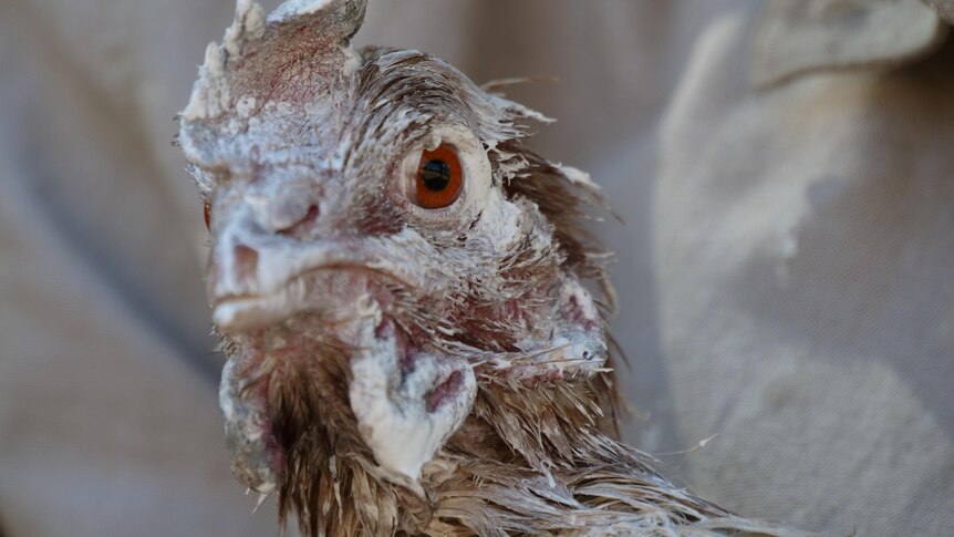 A close up shot of a chicken's head covered in white ointment