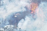 A helicopter flies over trees being consumed by flames and smoke