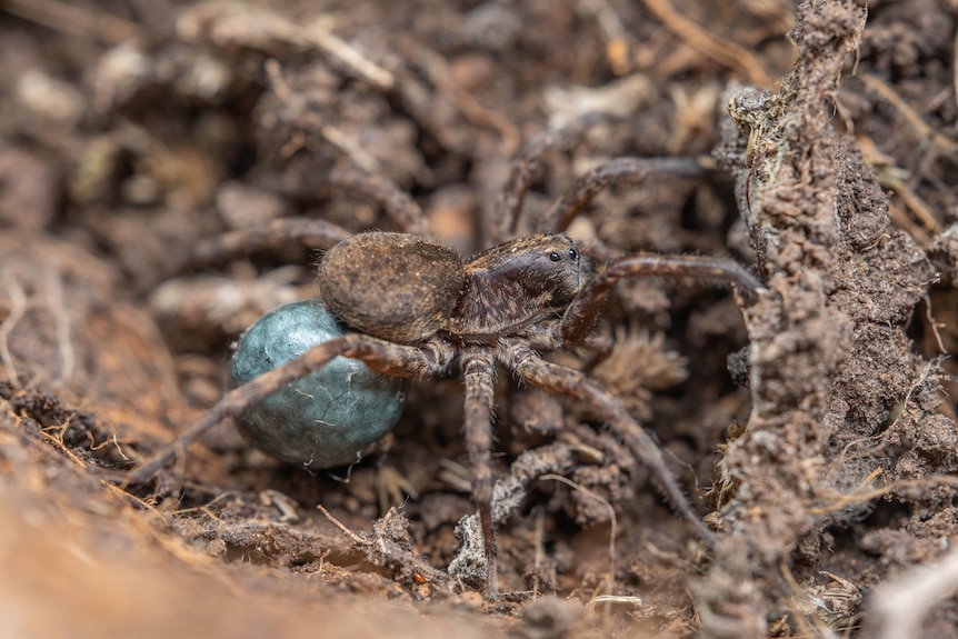 Small spider carrying an egg sac behind her
