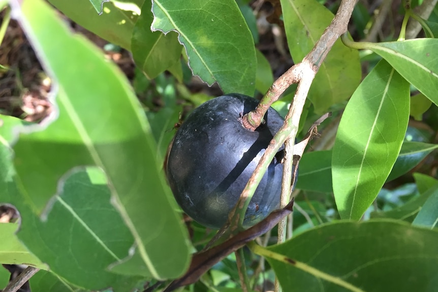 Plum-like fruit hanging from a tree.