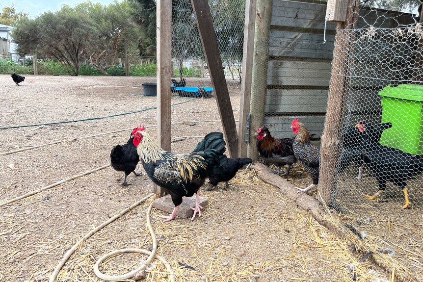 Chickens leaving their coop.