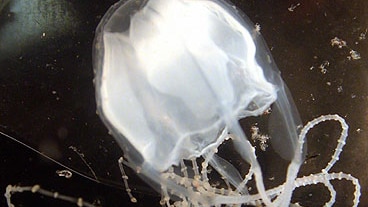 An irukandji jellyfish swims off the coast of Broome in Western Australia.