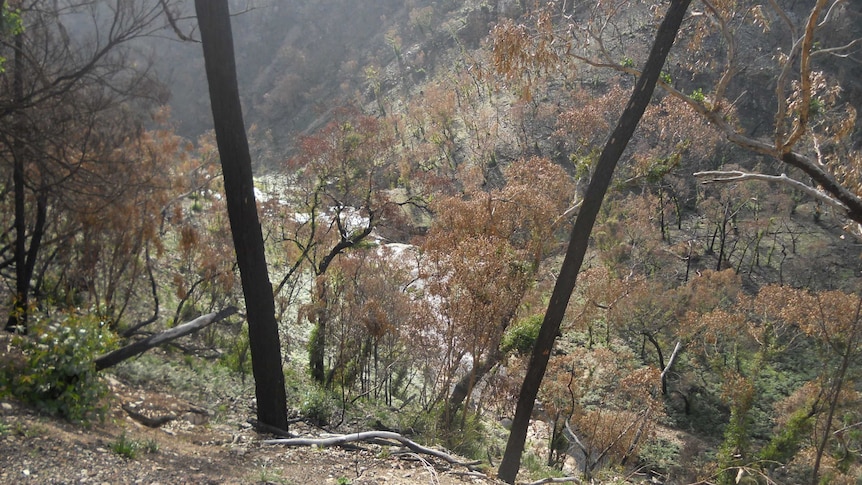 The Grampians National Park is recovering five months on from devastating bushfires.