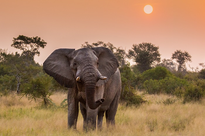 an elephant looks at the camera with a red sky behind