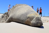 Elephant seal on Sorrento Beach