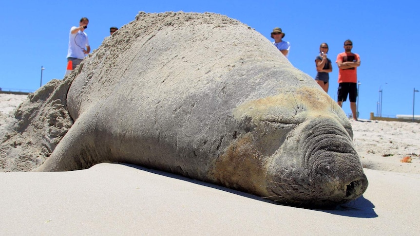 Elephant seal on Sorrento Beach