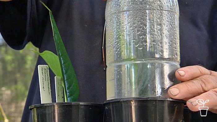 PET bottle being placed over potted seedling