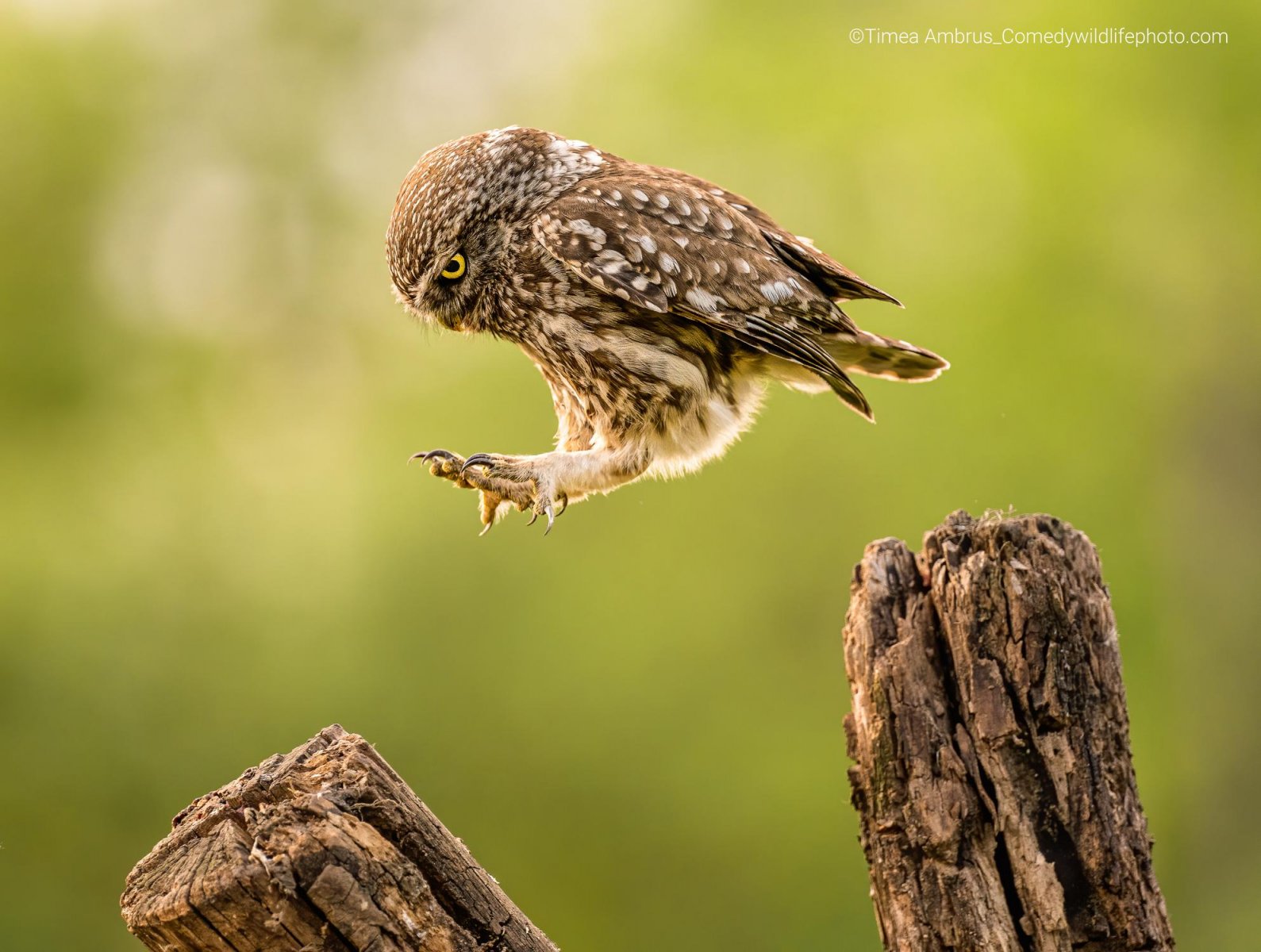 A screech-owl jumps, not flies, between two branches. 