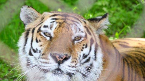 Two Siberian or Amur tigers live at the research reserve north of Vladivostok.