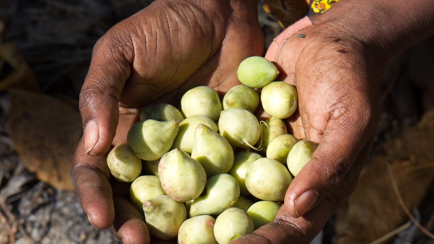 Small green native fruit in cupped hands