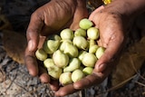 Small green native fruit in cupped hands
