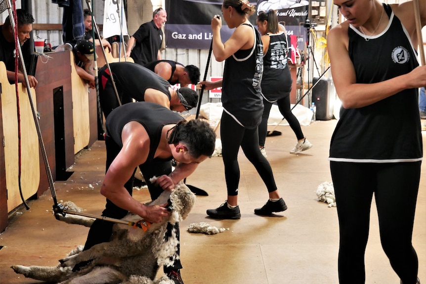 Three men shearing with rousies around.