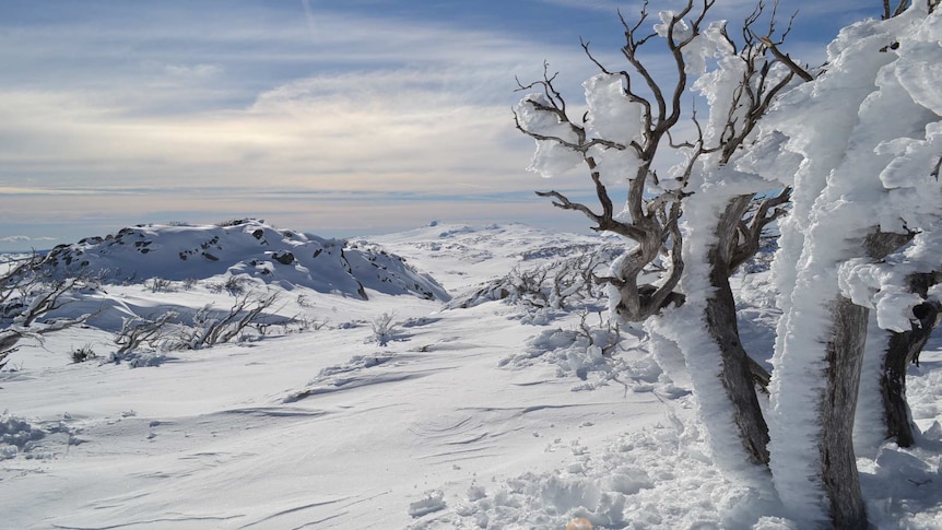 Ice covered trees, snow covered landscape