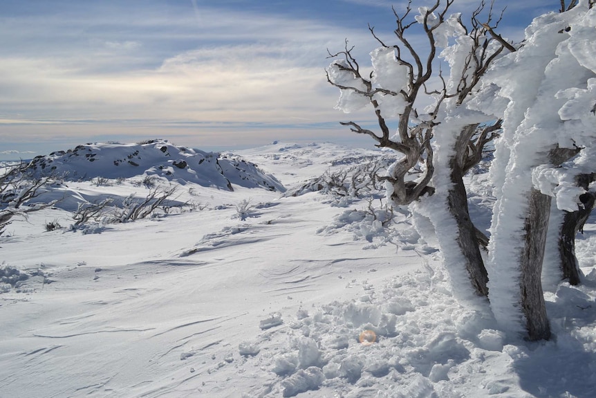 Ice covered trees, snow covered landscape