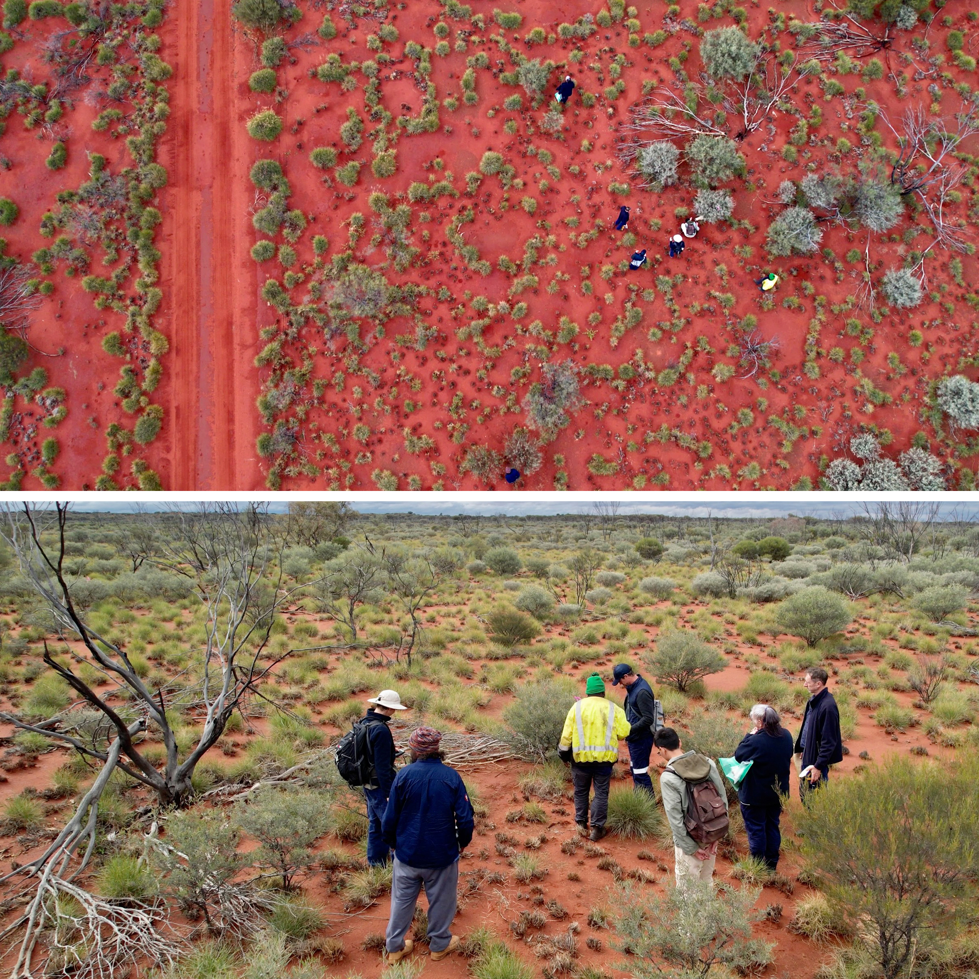 Composite image of a group of rangers and scientists working in scrubland on the edge of the desert, and a drone view. 