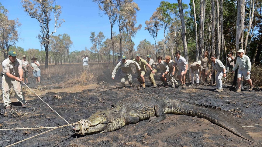 Crocodile tied down so it can be tagged