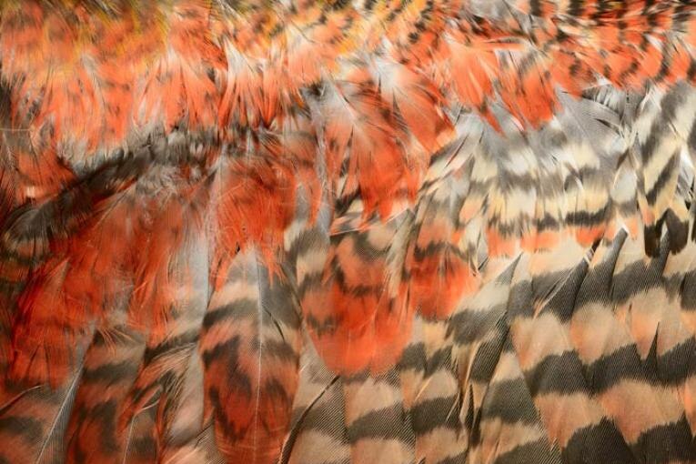 A close-up of orange and brown striped feathers seen during a repatriation ceremony for Maori ancestral remains