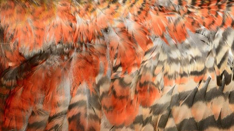 A close-up of orange and brown striped feathers seen during a repatriation ceremony for Maori ancestral remains