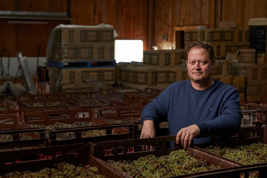 A man in a blue jumper surrounded by crates of green grapes