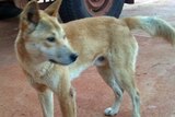 Dingo control can harm the environment