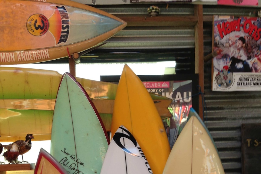 Collection of surfboards.