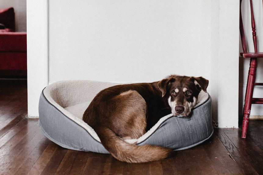 Dog in a dog bed inside a house