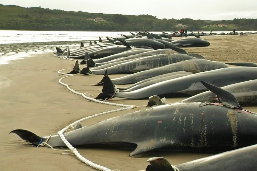 Whale carcasses tied together with rope.