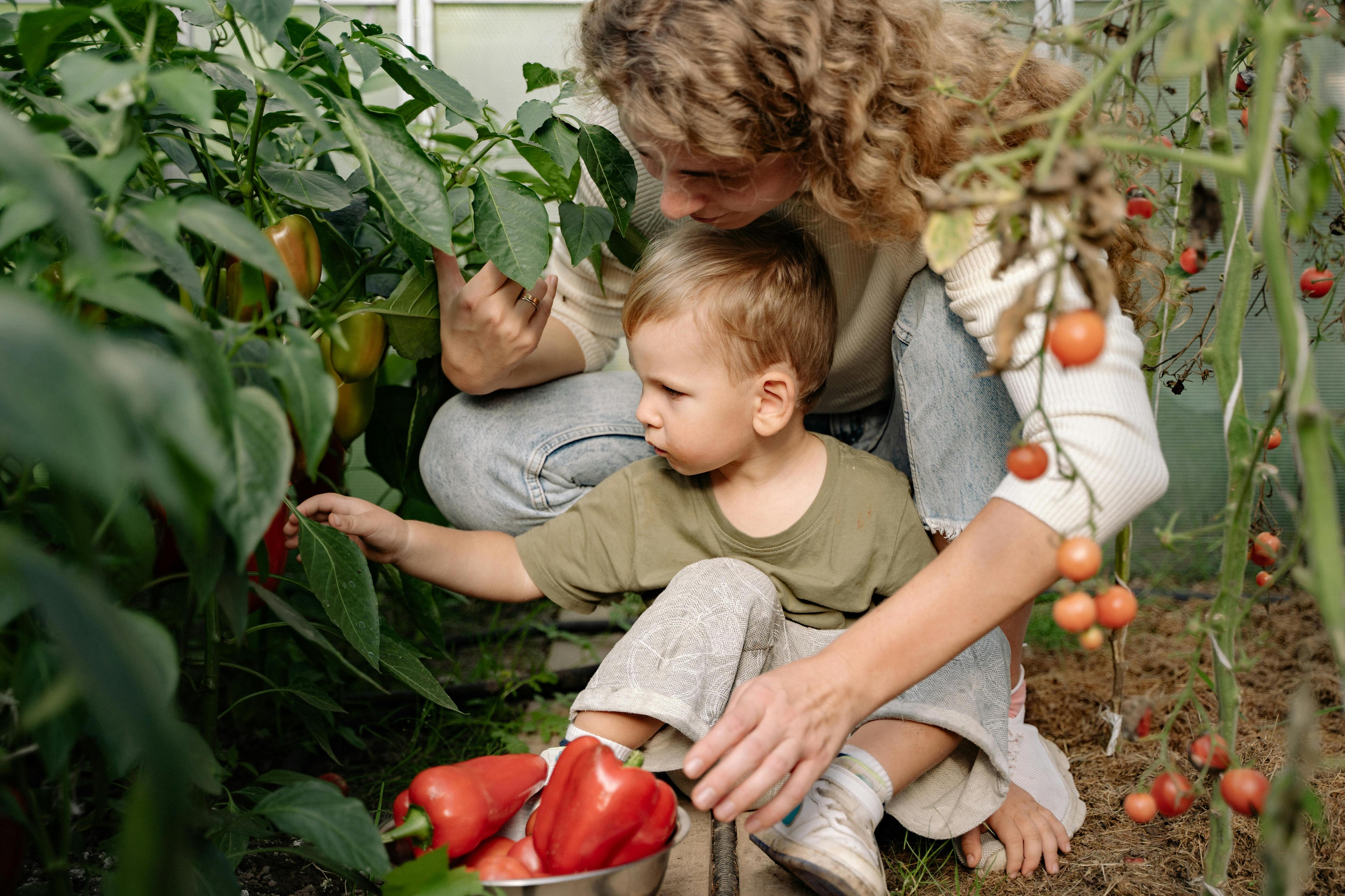 A young mother and her toddler son harvesting capsicums.